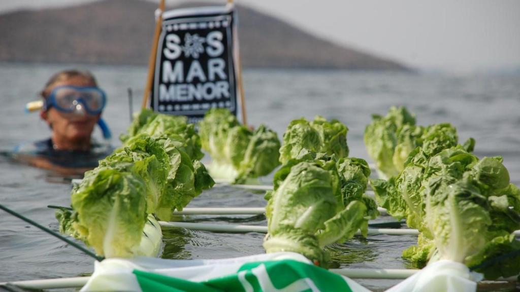Las lechugas hidropónicas 'plantadas' frente a la Isla de la Perdiguera.