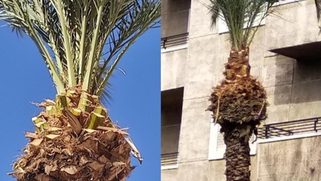 Composición de CC.OO en la que se aprecia, a la izquierda, el corte correcto de la poda; a la derecha, el corte polémico de estos días.