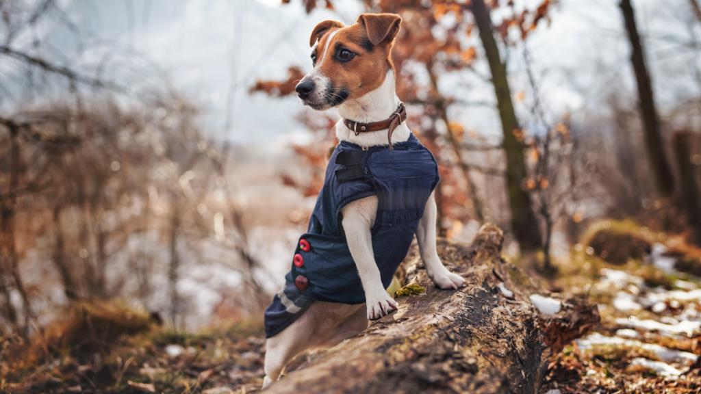 ¿Quieres que tu perro sea el más estiloso? Descubre los chubasqueros y abrigos para perros más vendidos en Amazon