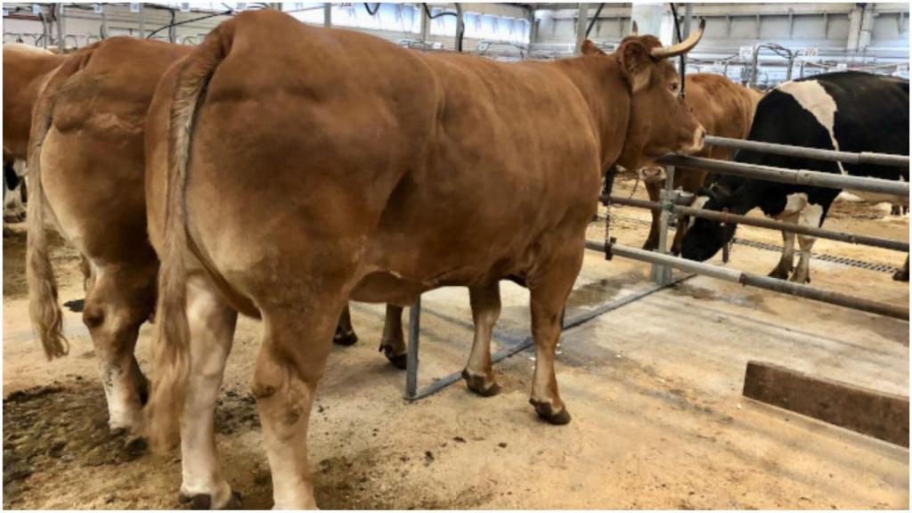 Vaca, rubia y gallega.