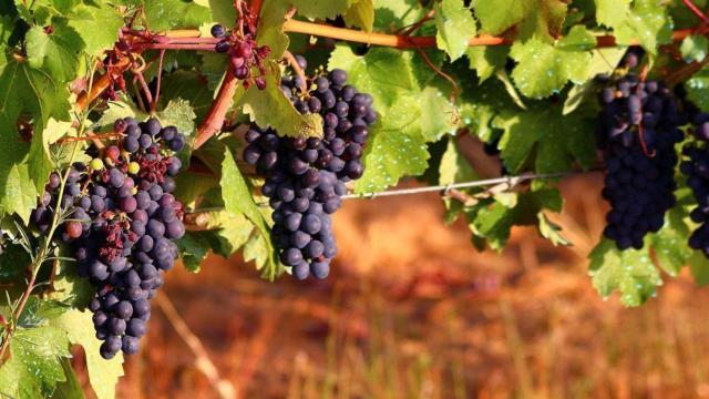 Viñedo de la variedad Prieto Picudo de la DO León