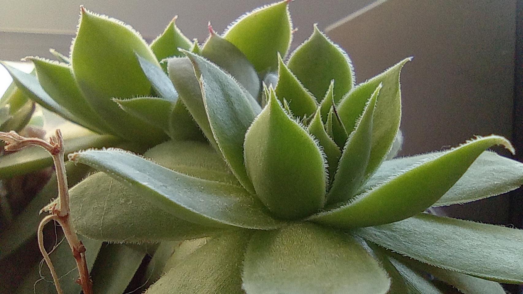 Fotografías tomadas con el Redmi 10