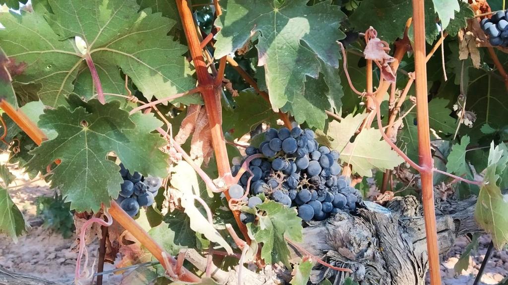 Bodega Bela está rodeada por 74 hectáreas de viñedo en la DO RIbera de Duero