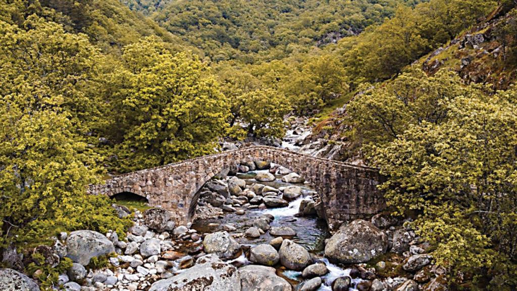 Candeleda apuesta por el 'Baño de Bosque'. Fotografía: Over Frames