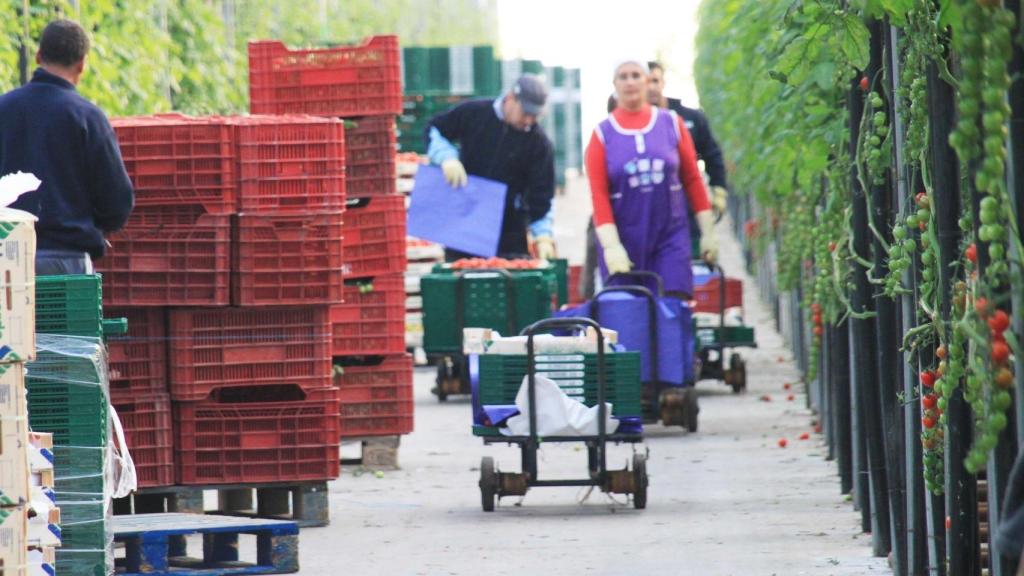 Actividad en el interior de un invernadero solar del sur de Europa
