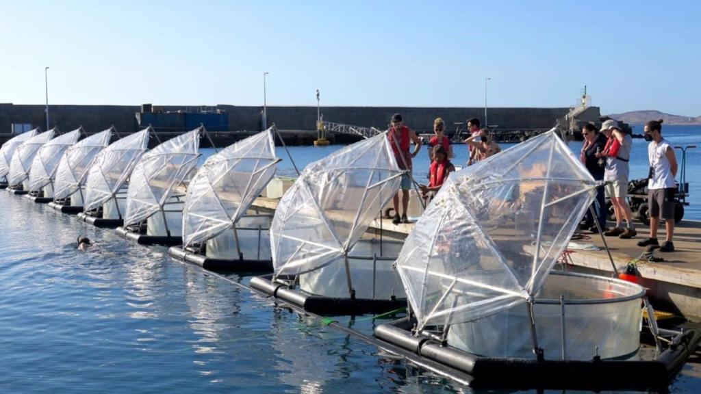 Experimento de mesocosmos en el muelle de Taliarte.