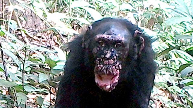 En la imagen, un chimpancé llamado Brinkos con lepra, en Guinea-Bissau.