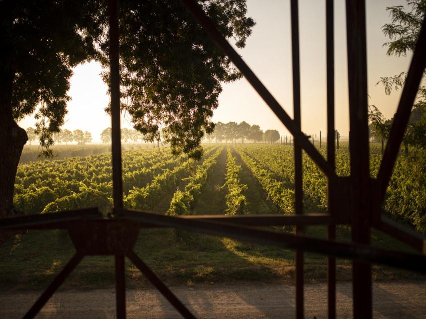 Viñedo Castell del Remei.