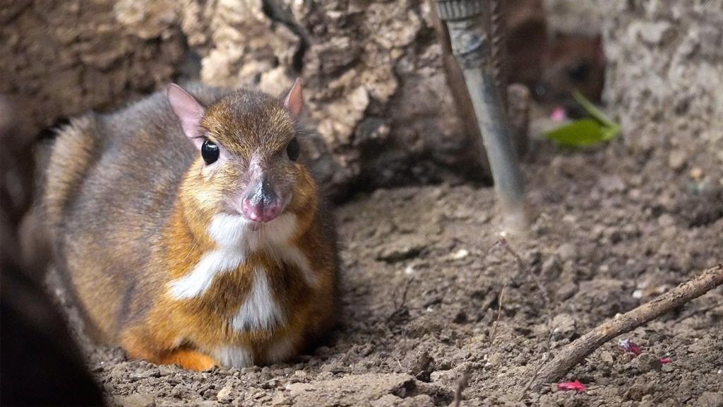 El ciervo ratón en Bioparc Fuengirola.