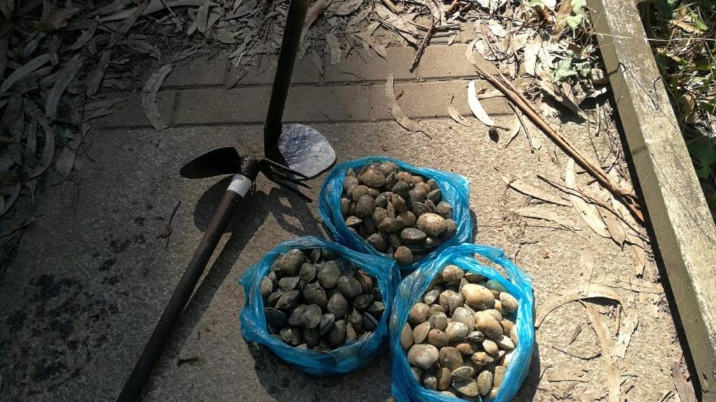 Almejas intervenidas por los agentes