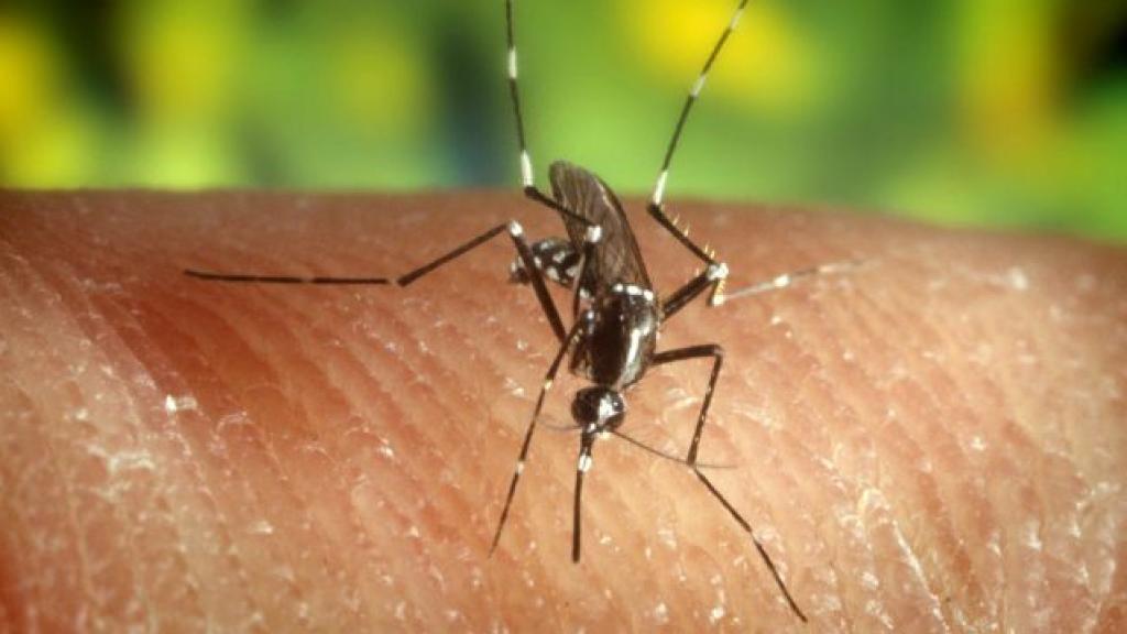 Mosquito Anopheles quadrimaculatus, portador del virus del Nilo.