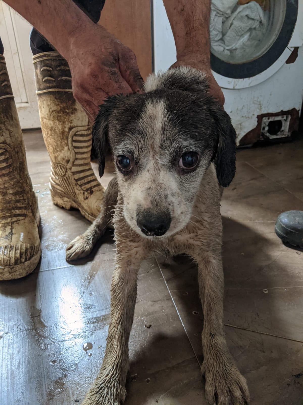 Uno de los perros rescatados (Cedida).