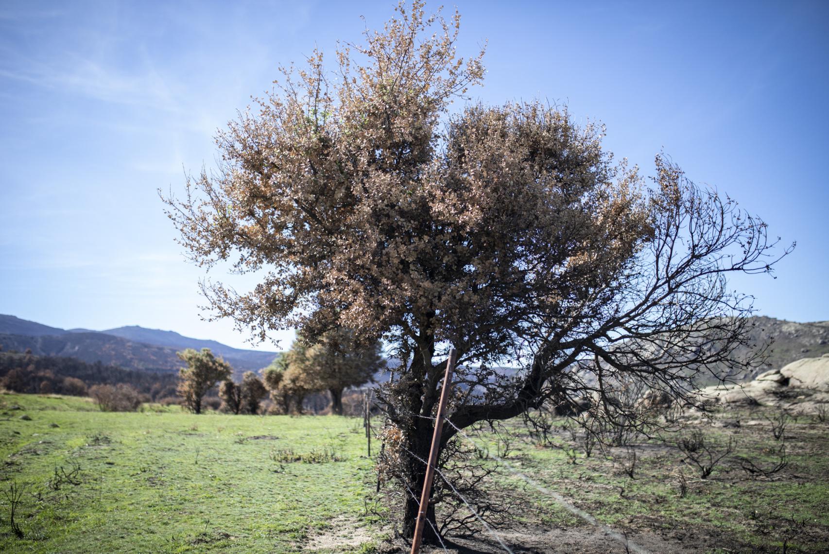 El Bosque de Deloitte reforestará 10.000 árboles, uno por cada empleado.