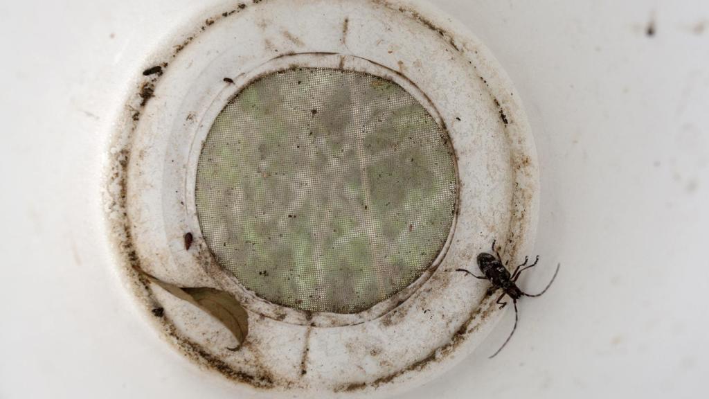 JESÚS FORMIGO / ICAL. El vector que transmite el Nematodo, el ‘Monochamus Galloprovincialis’ en una de las trampas