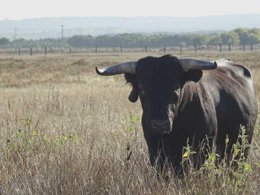 Uno de los astados de la finca El Raso de Portillo