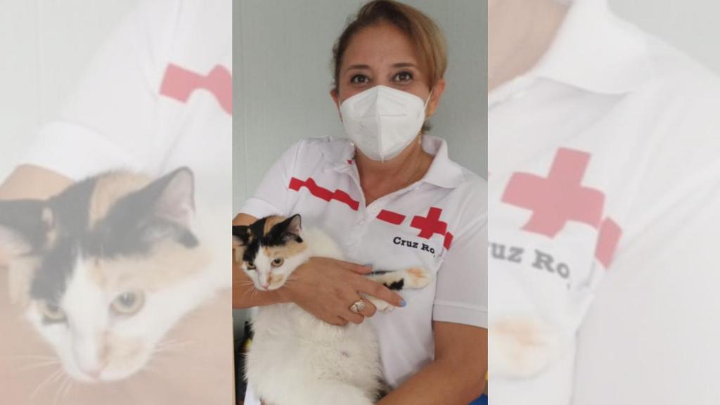 La gata de nombre Mina ha viajado con su familia en una patera hasta Alicante.