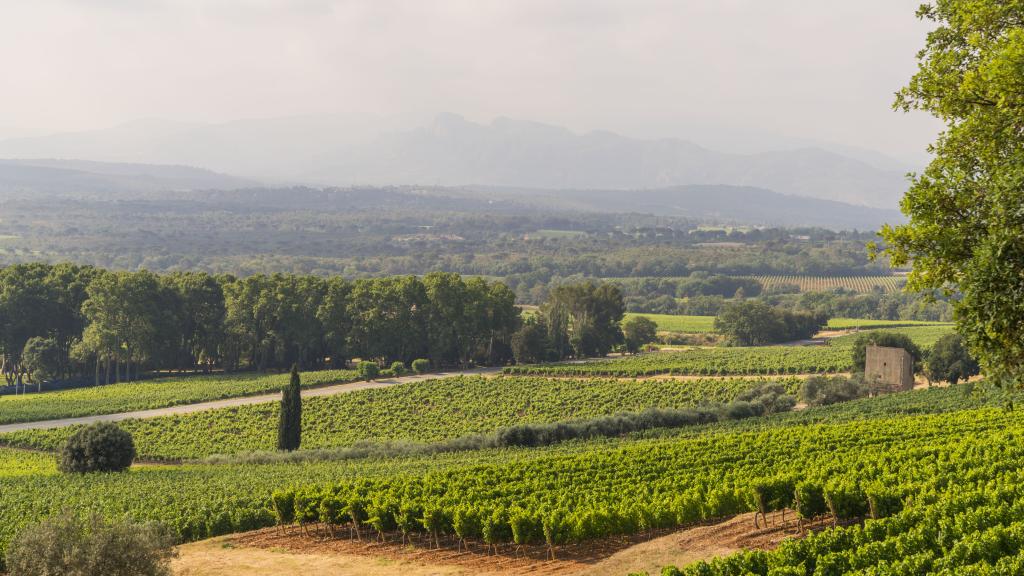 Provenza, tierra de rosados.