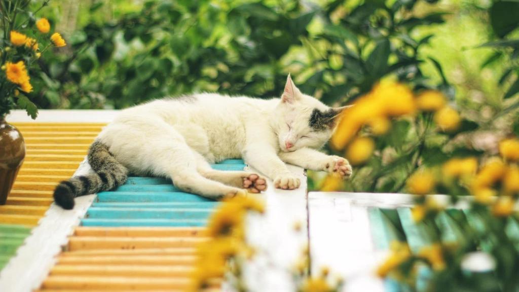 ¿Cómo relajar a un gato?