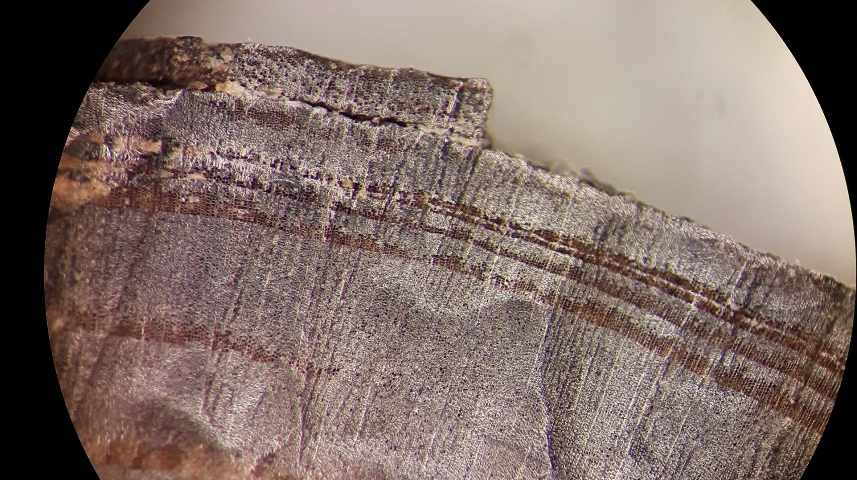 Imagen microscópica de uno de los fragmentos de madera analziados.