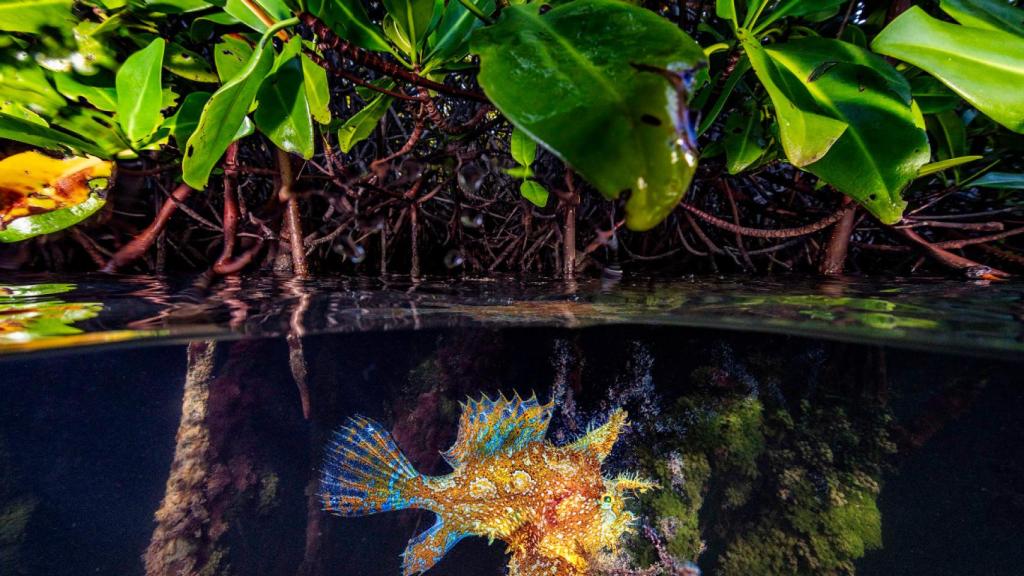 'Mangroves', pieza expuesta en 'Culture meets Climate'.