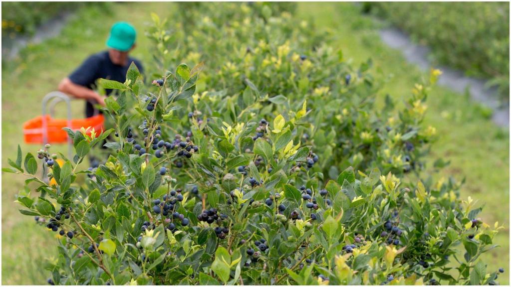 La finca de Horticina es la mayor de arándanos ecológicos de España.