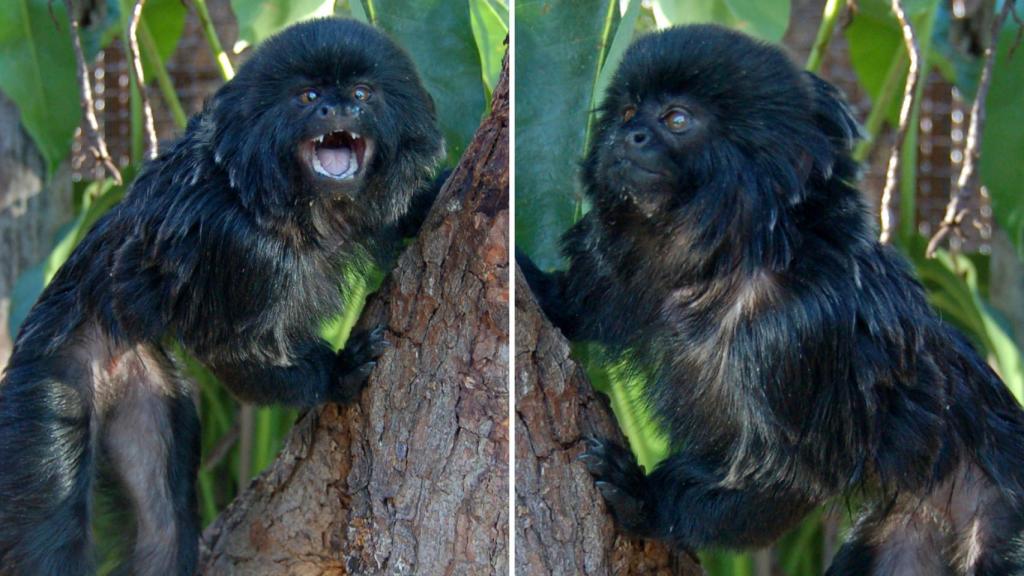 Salvadora, la nueva titi de Goeldi lleva en el parque desde 2015.