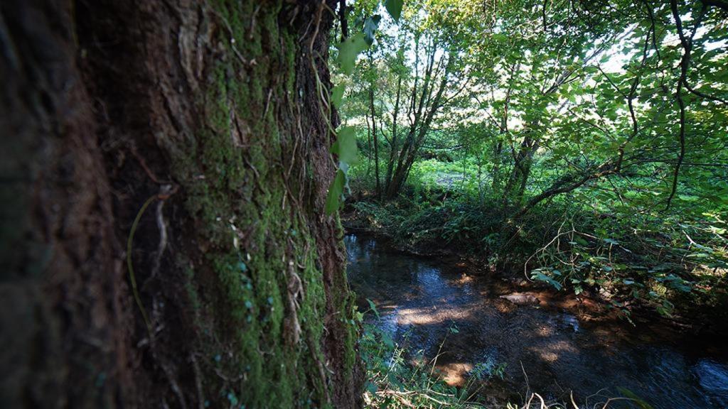 El carballo del Bosque do Banquete de Conxo (Árbore da Fraternidade).