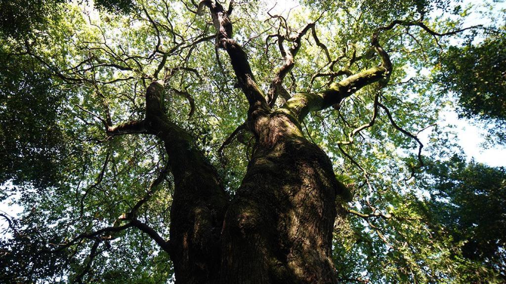 El carballo del Bosque do Banquete de Conxo (Árbore da Fraternidade).