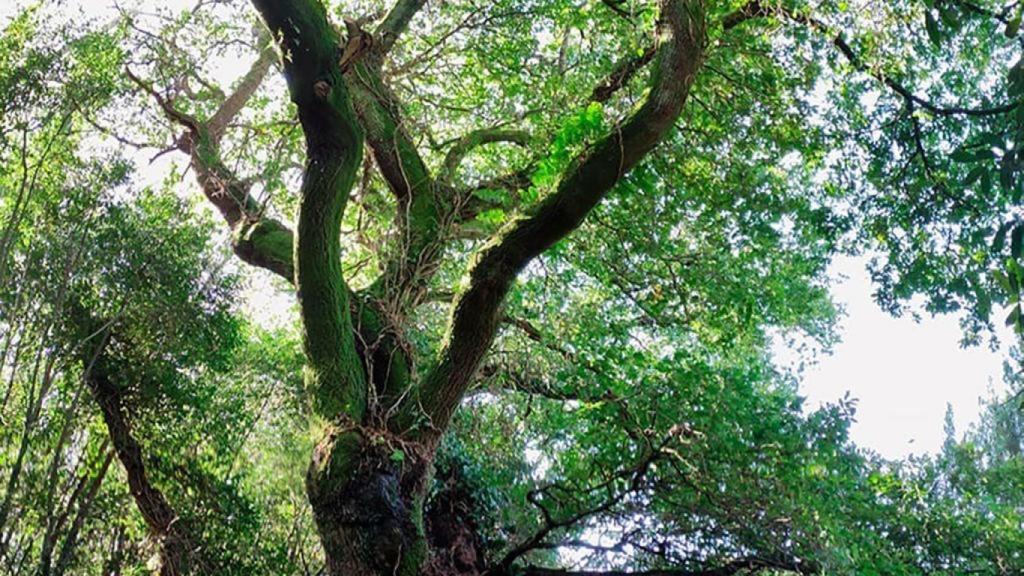 El Ayuntamiento de Santiago destina 877.000 euros para restaurar el ecosistema del río Sar