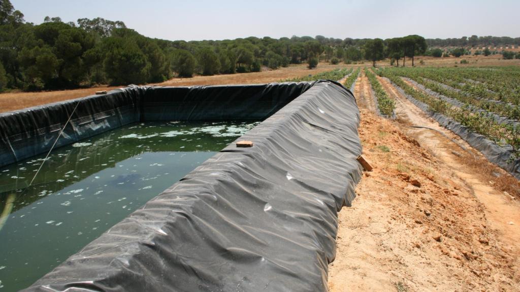 Balsa y riego ilegal de arándanos en Lucena del Puerto (Huelva).