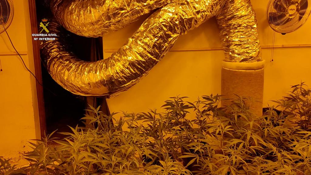 La Guardia Civil ha detenido a 16 personas que se encargaban de producir y enlatar la marihuana.