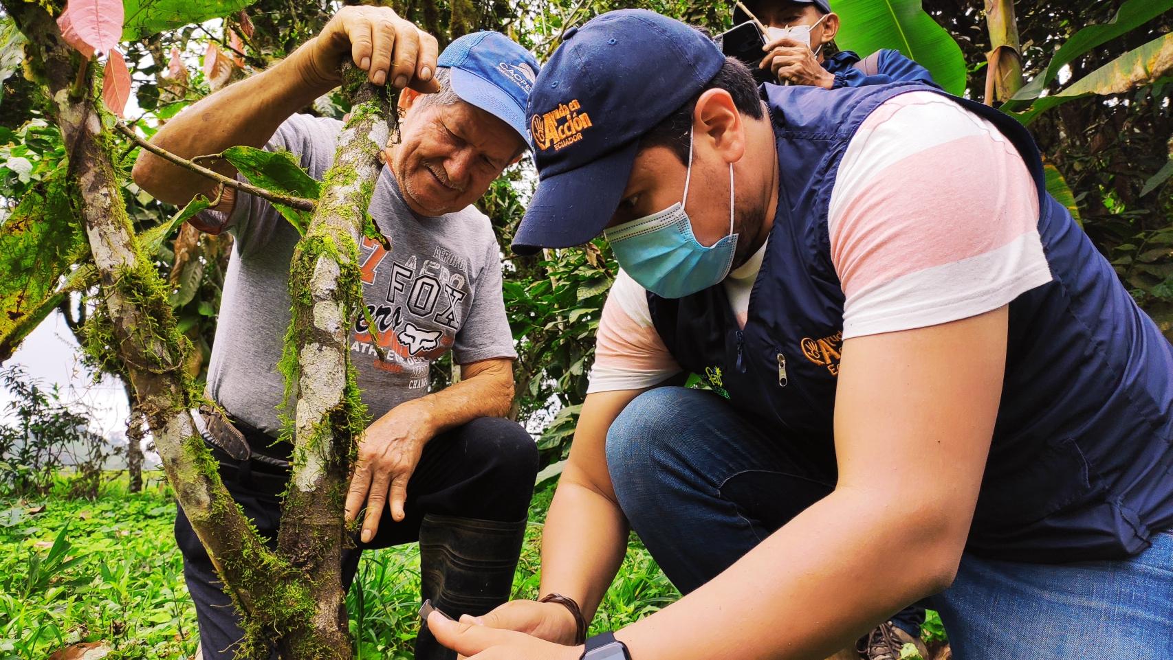 Imagen de archivo de asistencia técnica para renovación de plantación de cacao.