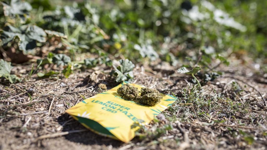 Es imposible, sin analizar, distinguir un producto con o sin THC.