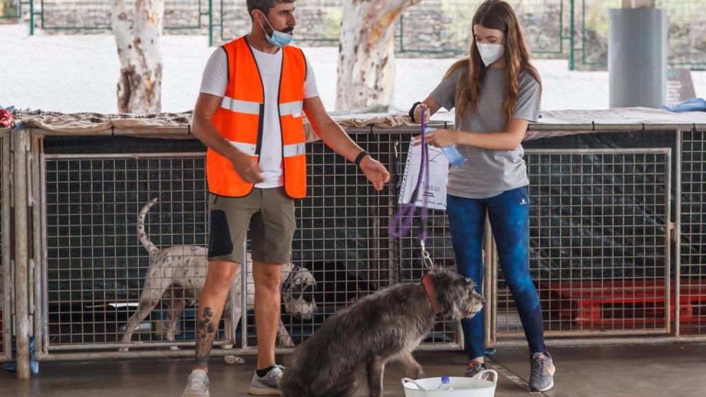Varios voluntarios participan en la reubicación de animales que debido a la erupción volcánica en La Palma.
