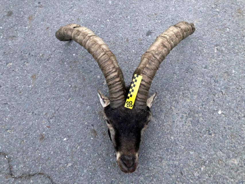 Ejemplar de macho montés sacrificado por los cazadora furtivos en Ávila