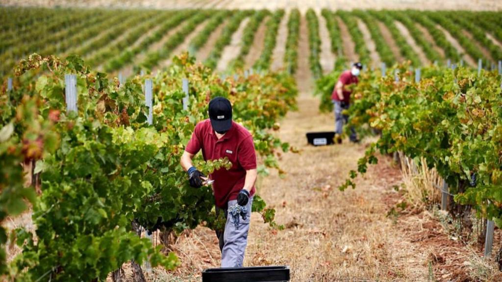 Vendimia manual en Bodegas Habla.