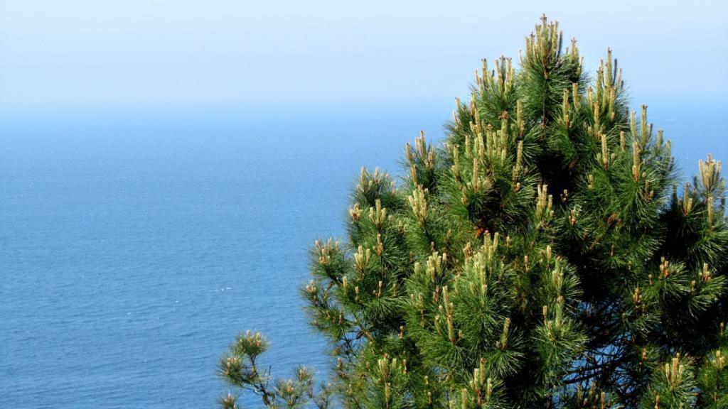 Ruta Pinos no Mar (Fuente: Turismo de Carballo)