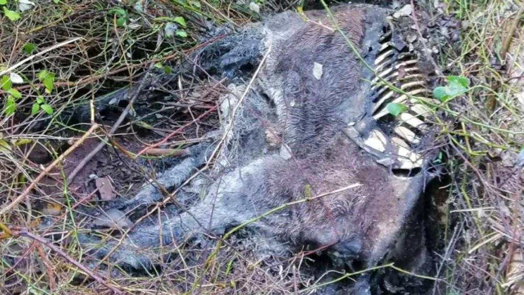 Restos de uno de los burros fallecidos en el Desert de les Palmes.