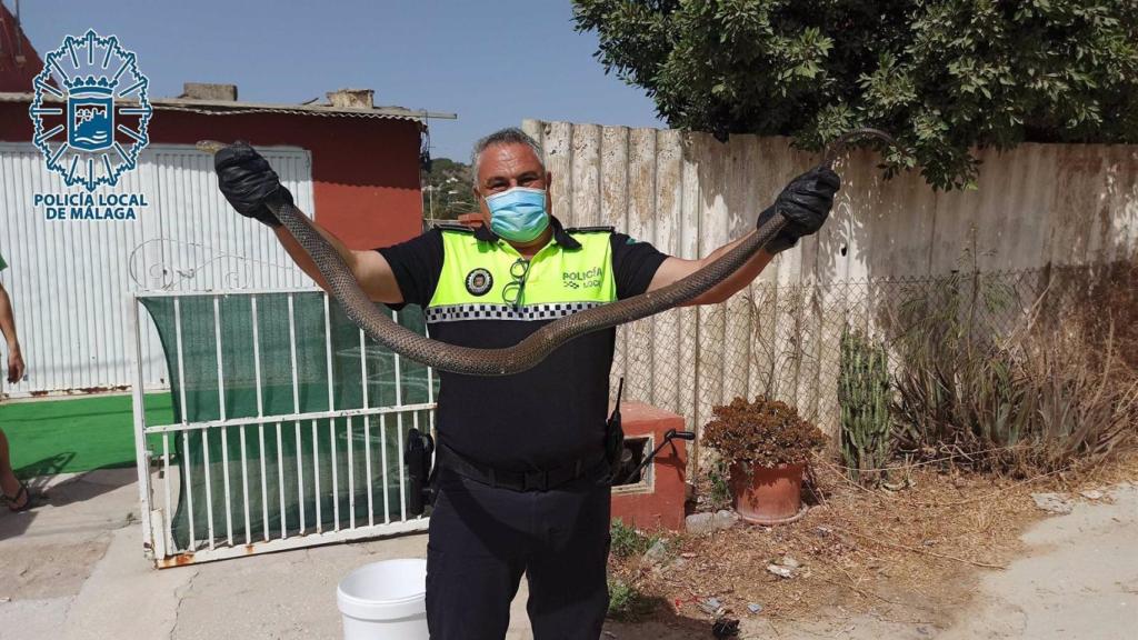 Imagen de un agente de la Policía Local de Málaga con el reptil.