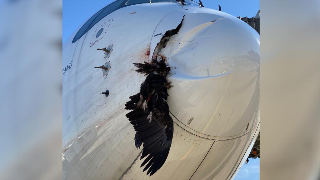 El buitre, tras el impacto.