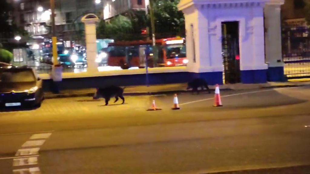 Dos jabalíes de paseo por el puerto de A Coruña en una foto de archivo.