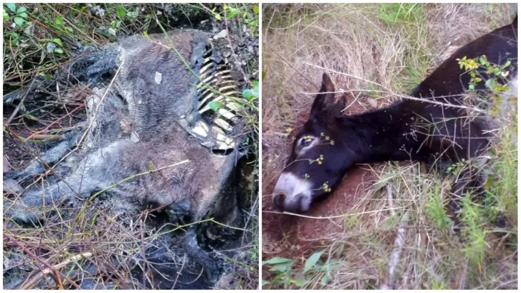 Dos de los burros antiincendios de la Generalitat Valenciana que acabaron muertos. RADIO CASTELLÓN