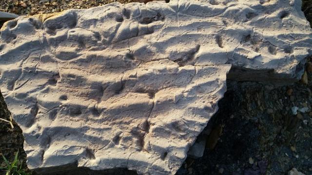 Carbonífero de Puertollano. Imagen de archivo