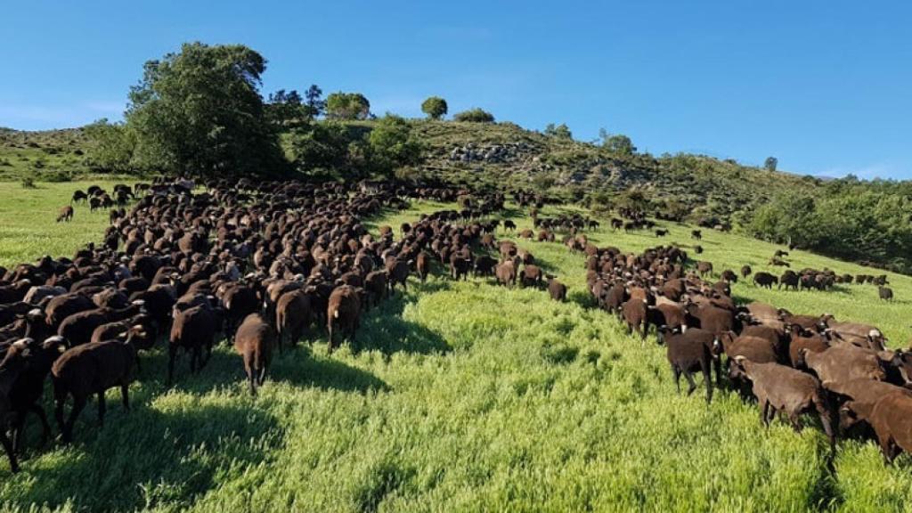 Imagen de la finca de Fuencaliente de Lucio