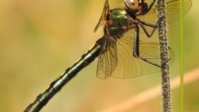 Libélula 'oxygastra curtisii'. Foto: malaga.es