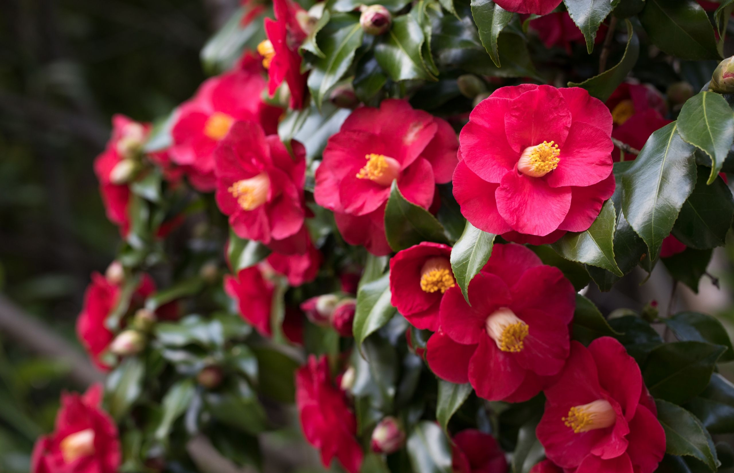 Flor de la camelia. Foto: Shutterstock.