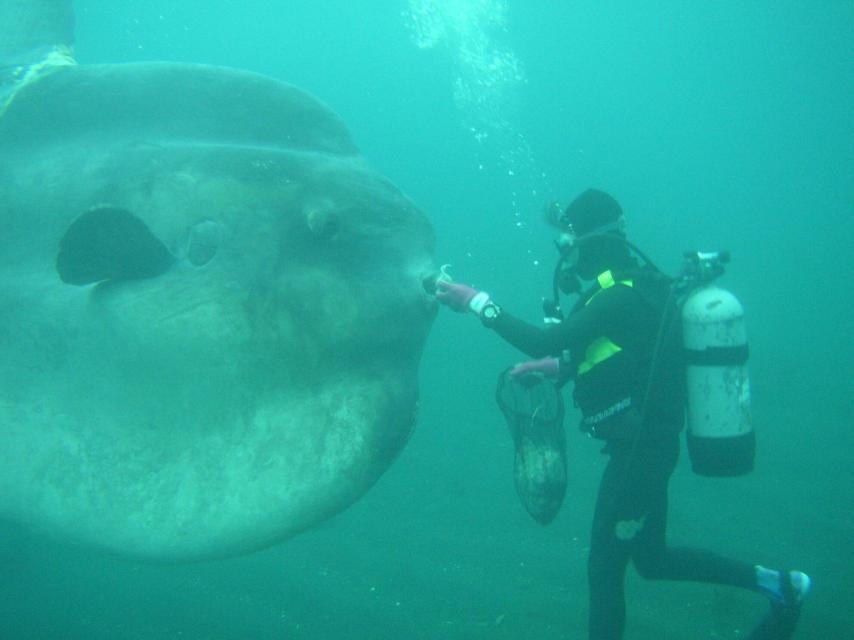 Un ejemplar de la especie gigante de pez luna 'Mola alexandrini' en aguas de Japón.