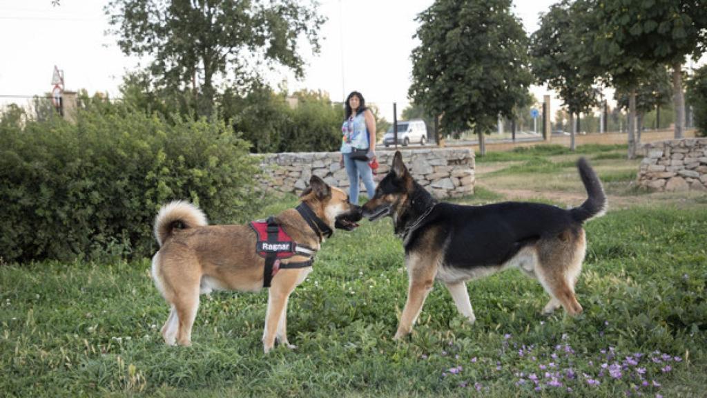 Dos perros en un parque de la capital salmantina