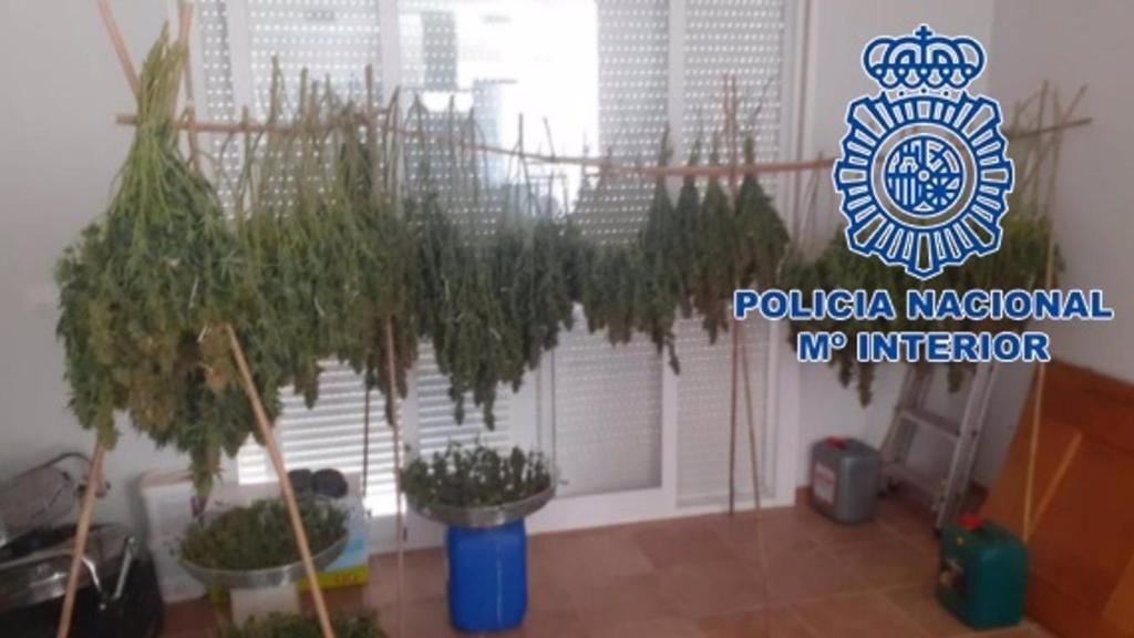 Desmantelan una red de cultivo intensivo de marihuana en viviendas.