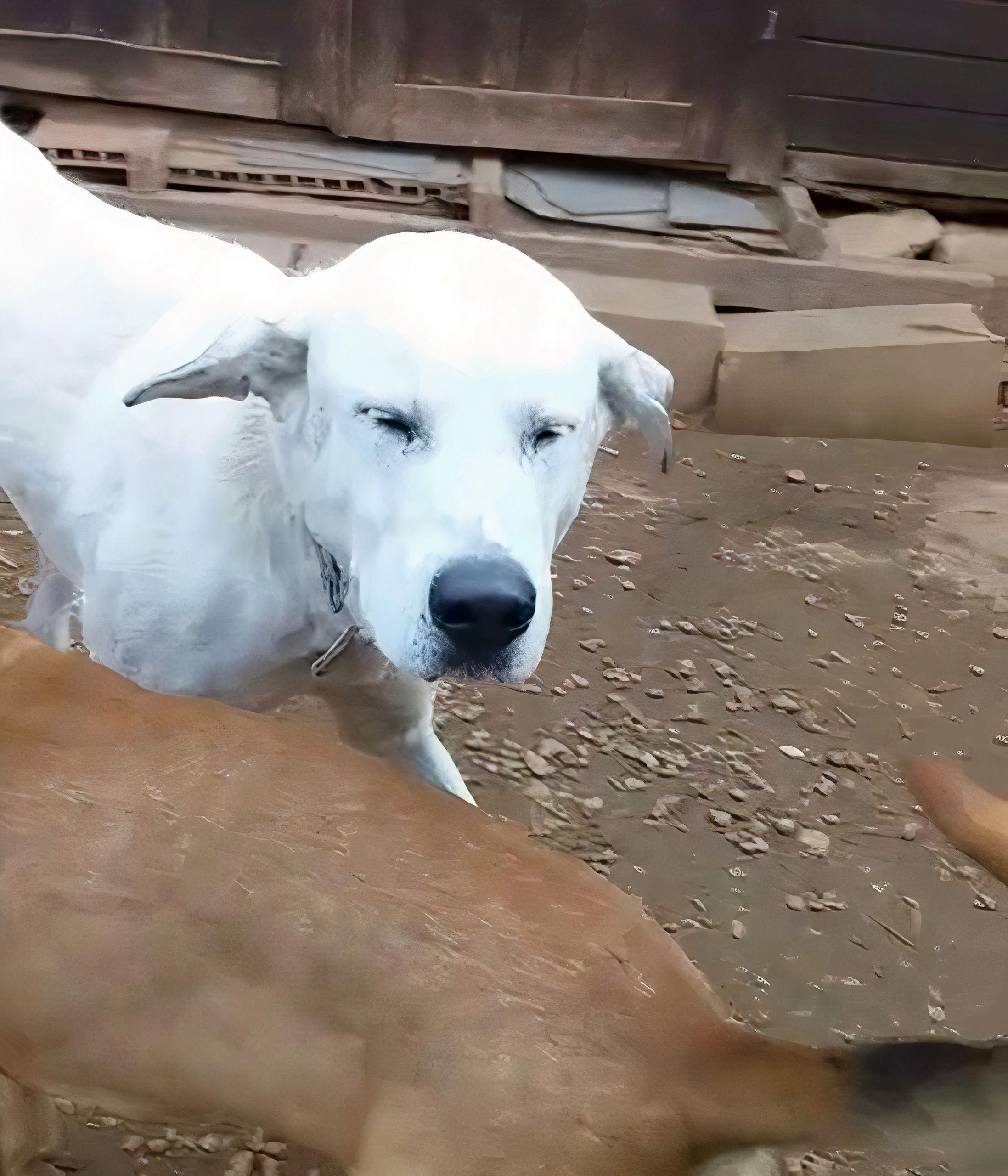 Duque en su nuevo hogar. Fuente: Nica Caral